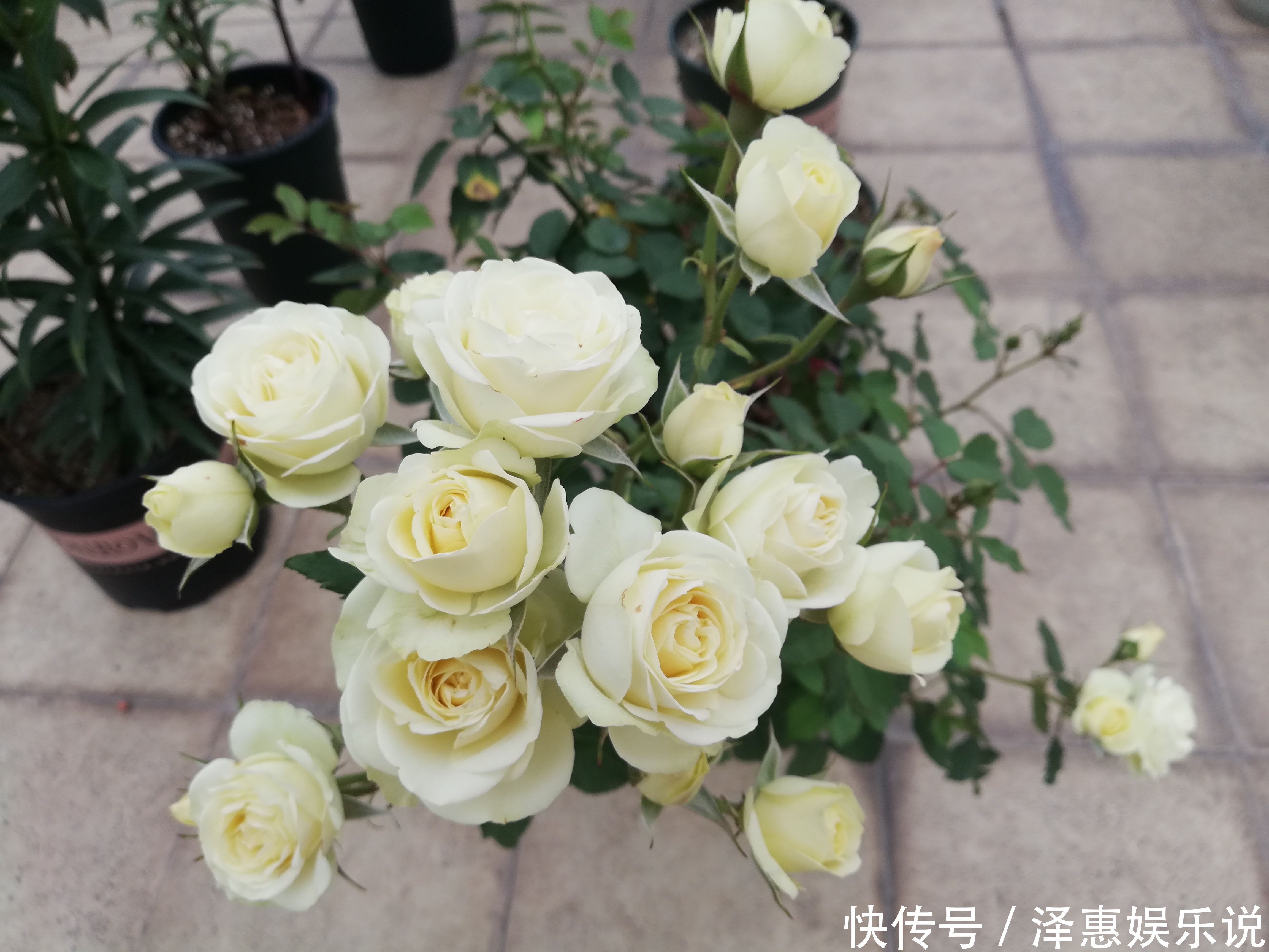 漂亮|夏季最好养的花,丢土里就能活,春节时开花,花朵漂亮,花香四溢