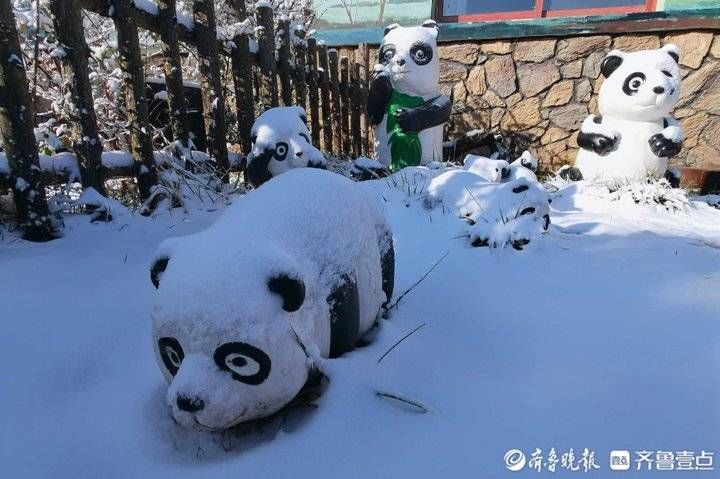 跑马岭|济南南山跑马岭迎来今冬第二场降雪！齐鲁雪乡美似童话