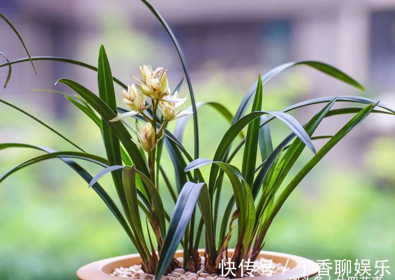 花苞|秋天养兰花,遇上“消苞”很郁闷,教你“护苞6招”,放心等花开