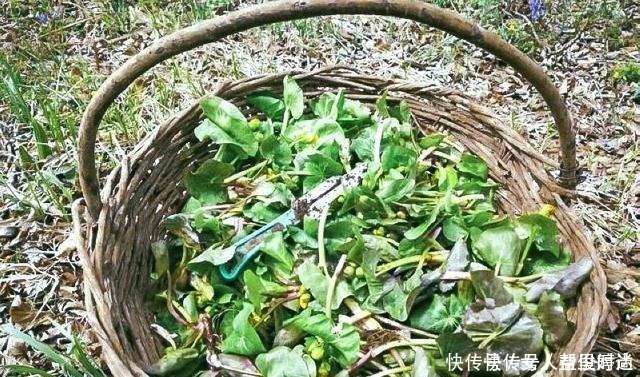 野菜|长在溪边无人识,叶子却极珍贵,俗称“驴蹄菜”,别忽视