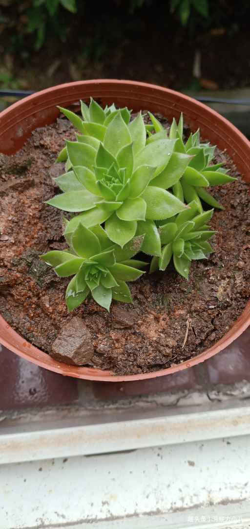 观音莲需“虐养”，勤做三动作，撒欢长易群生，次月爆崽一大圈