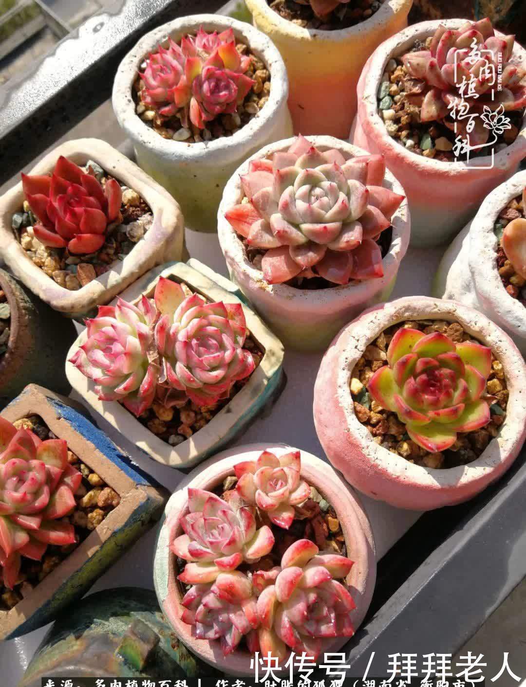 养多肉,我们到底养的是什么?