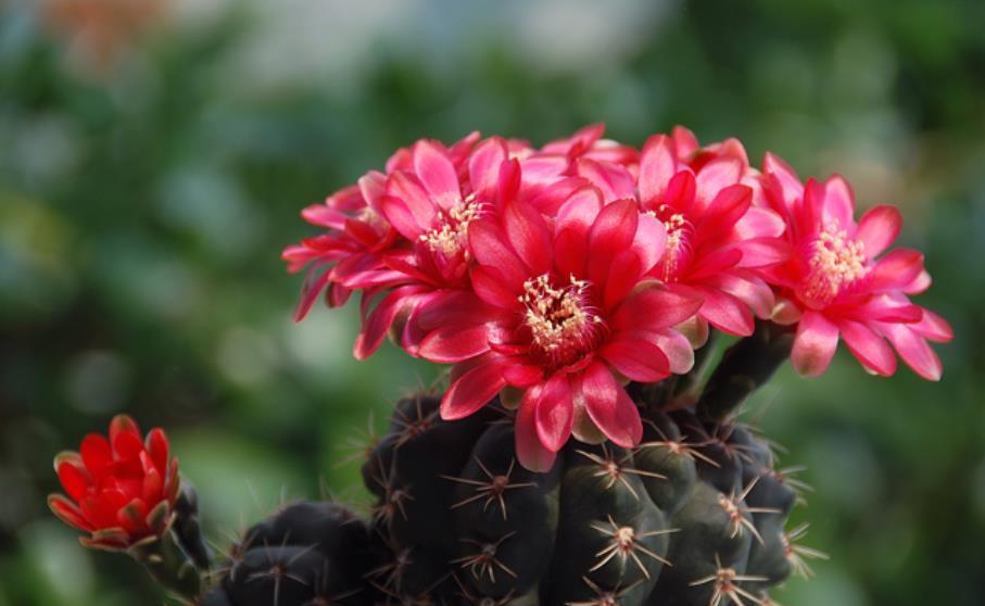 金枝玉叶|5种花真耐旱,30天不浇水照样生机勃勃,好养又省心,适合懒人