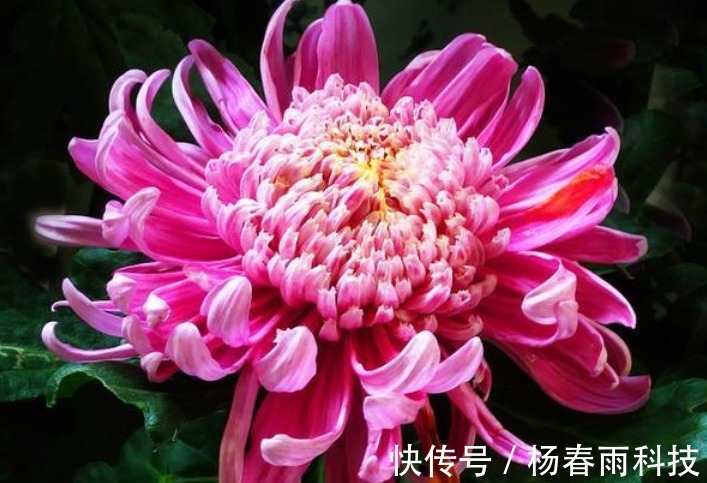 菊花|喜欢菊花，不如养盆“菊之珍品”，似金丝玉蝶，高贵典雅