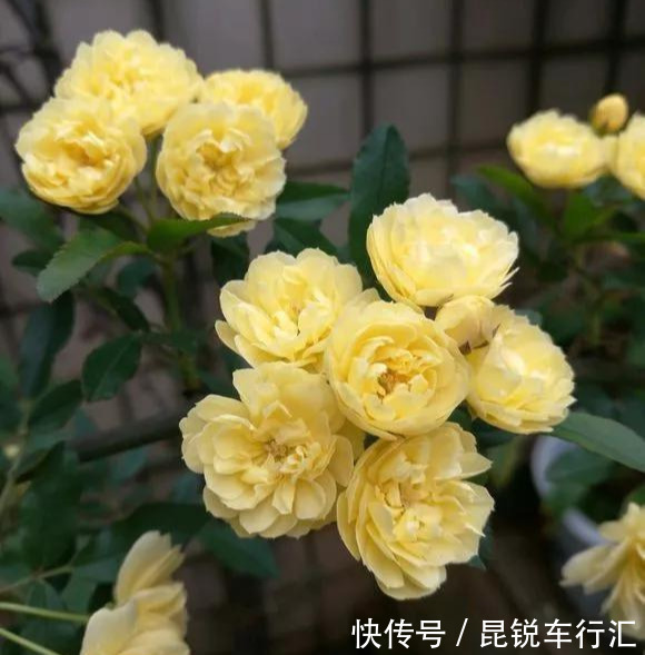 砧木|花开像月季,易爆花,-20℃冻不死,好养活不生病,比桂花香10倍