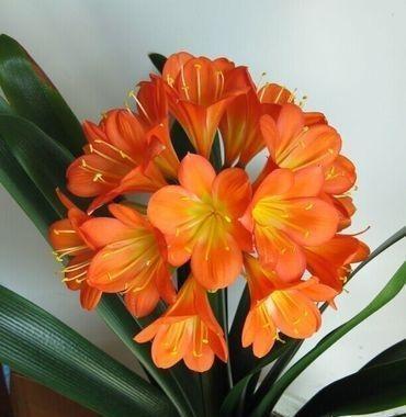 什么淘米水、柳树枝，都不如花盆撒把它，君子兰“打鸡血”猛开花