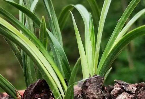 兰花可以用土来栽种吗？可以！但要分清三种两大类