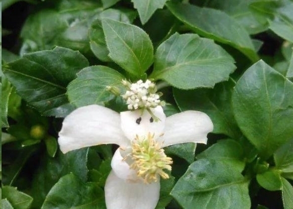 折纸|日本女网友凭借折纸裁剪手艺,将花草变成治愈人心的作品走红网络