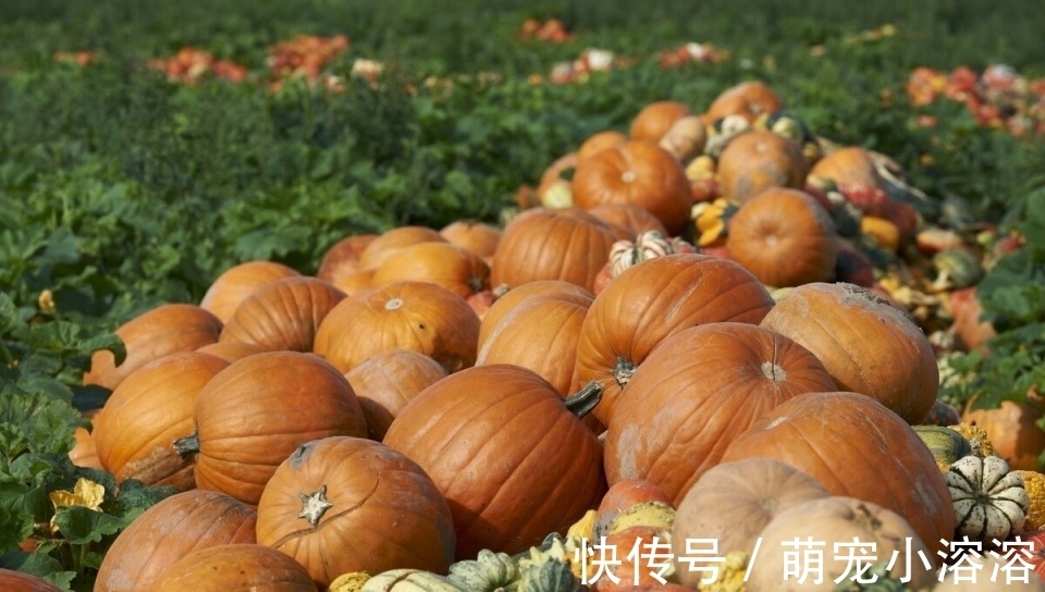 红烧茄子|糖尿病大可放心吃的3种蔬菜!建议经常吃