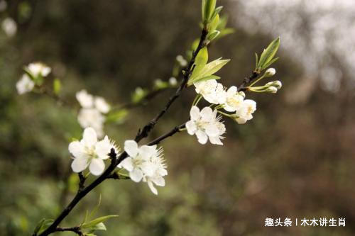 钱财|“晚年不会卧床的”3生肖女，寿命长，生命力强，钱财多！