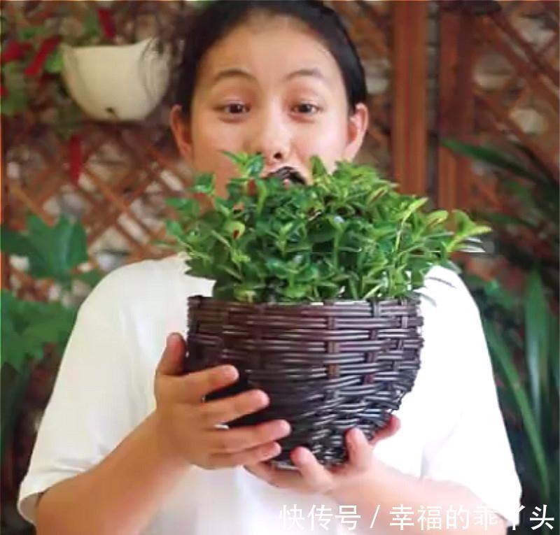 用完的油桶,做成花盆太漂亮,做完一个还想做