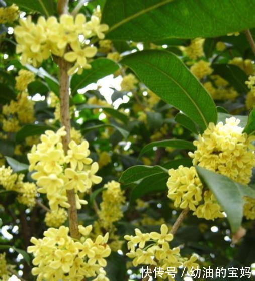 入冬后,家里的4种花赶紧剪一剪,安全过冬,来年花量翻倍