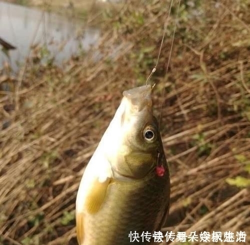 钓鱼|钓鱼遇到没口该怎么办学会这9招，鱼情变化再快也不怕了