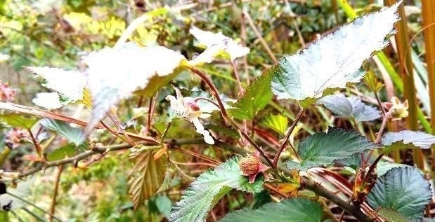 农村|农村特有的这种“鸡屎泡”,你吃过没?中医说它可是味很好的药材