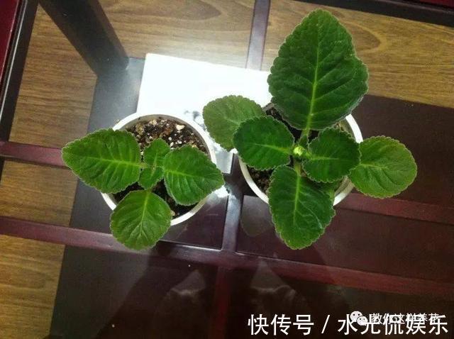 1种花超耐阴，一点散光就爆盆，花一开就是200多天！