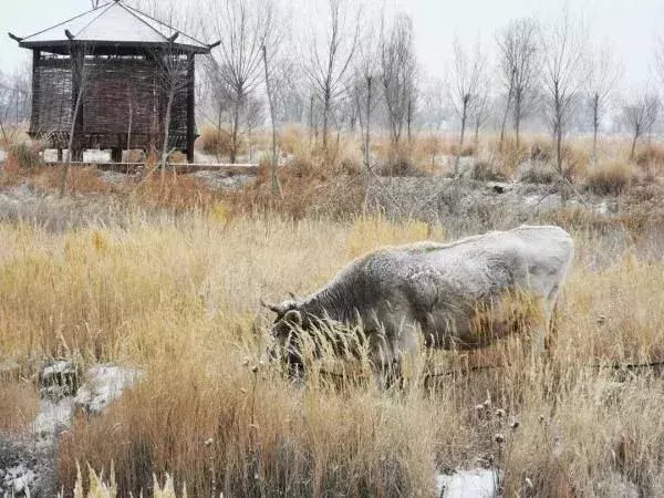  区税务局驻|大雪节气，想和你一起去看雪！一起，慢慢白了头~