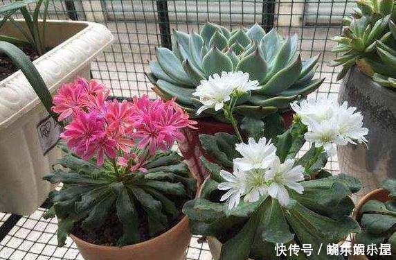 这一种花,四季开花持续不断,放一盆家里还驱蚊,漂亮又好养!