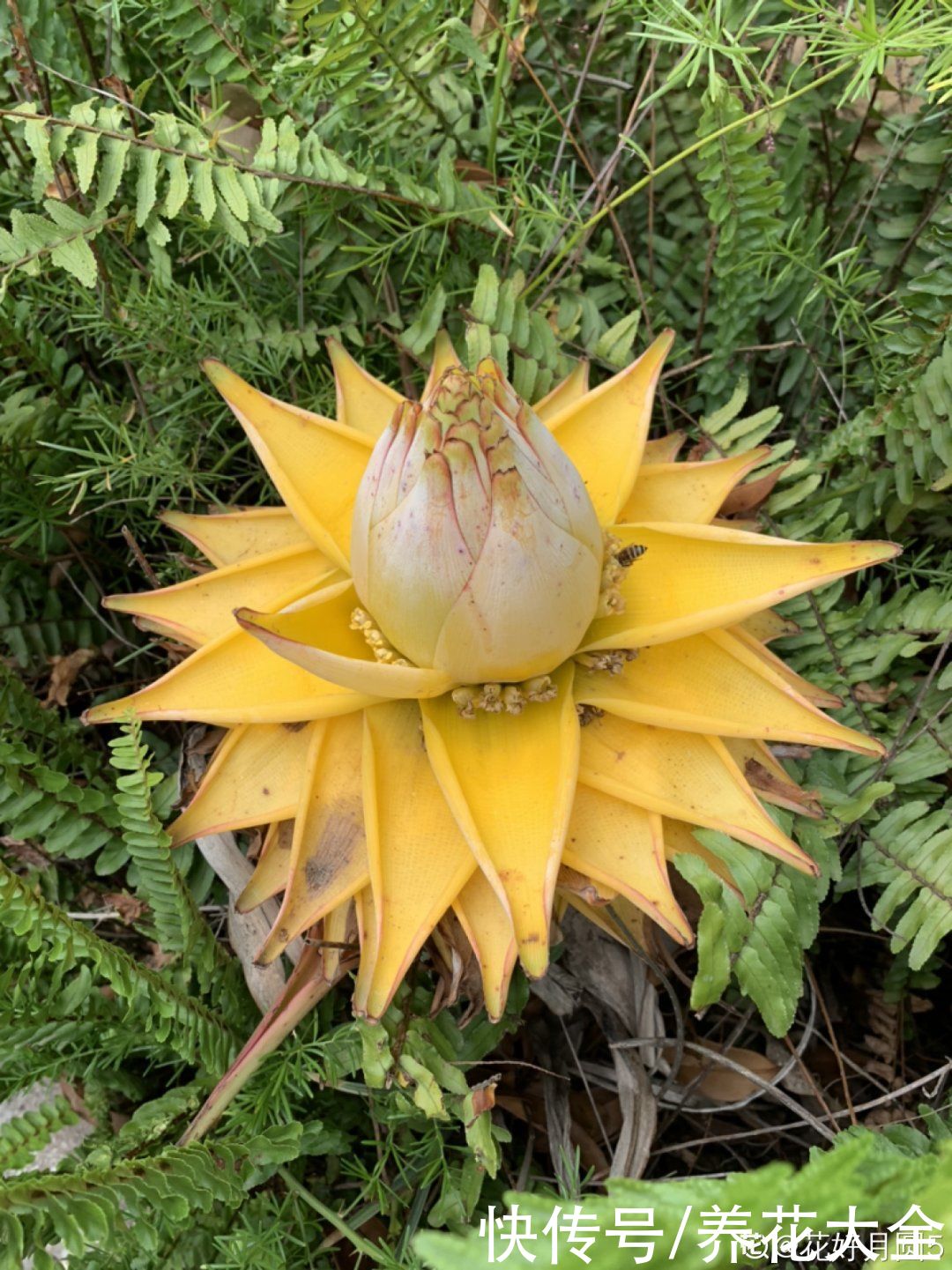 金银花|命里带金的花，家里养一盆，大吉大利