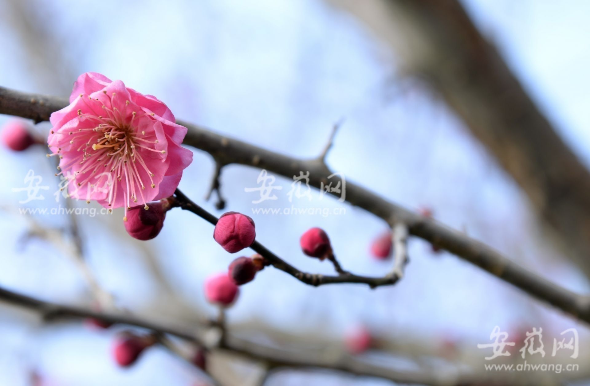 梅花|淮南梅园梅花绽放市民前往游玩（组图）