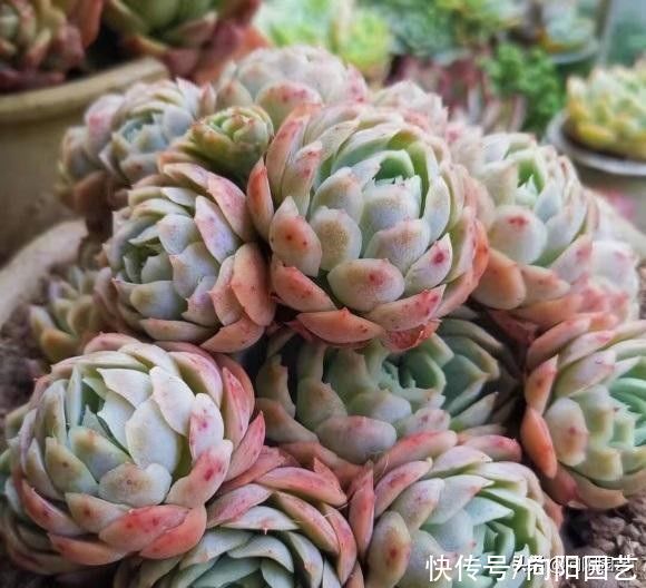 紫砂|养多肉，用大盆好，还是用小盆好？室内养用小盆，室外养用大盆