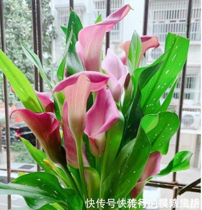 欧石南|5种花,爱花之人都抢着养,开花漂亮又好养,人见人爱