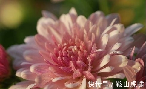 养花试试此几种,花大色艳花期长,繁花似锦,美轮美奂