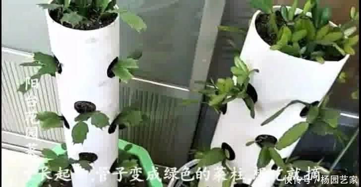 蟹爪兰|一段废管子，立体种植蟹爪兰，比嫁接的还漂亮，开起花来像瀑布