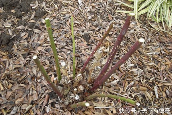 叶片|月季养不活？教你避开种死月季的五个陷阱，不走弯路做月季大神