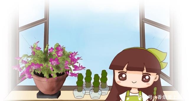 喂点“甜水”,蟹爪兰不烂根不黄叶,还开满盆花!