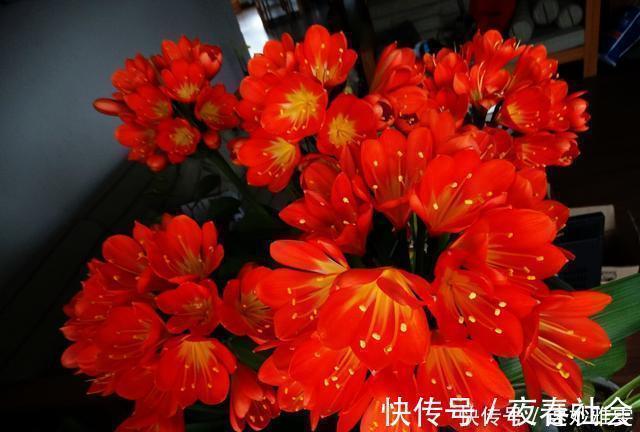 君子兰不开花教你这样浇水，君子兰健壮不烂根，开花爆盆不是梦