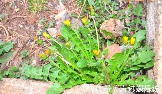 野菜|3月的野菜最鲜嫩，爱吃野菜人牢记这3点，让你放心“尝鲜”