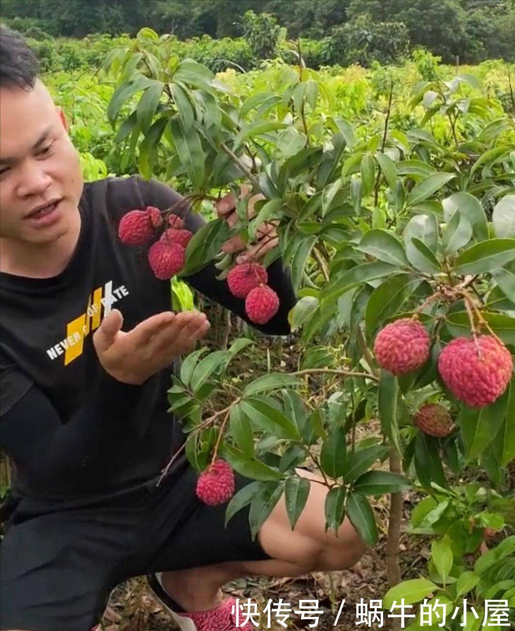 花盆|吃了荔枝核别扔，埋在花盆变盆栽，果子七八个，越热越长个