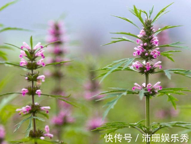 活血化瘀|常见的活血化瘀中药有很多，这5种活血祛瘀药，堪称活血“圣药”