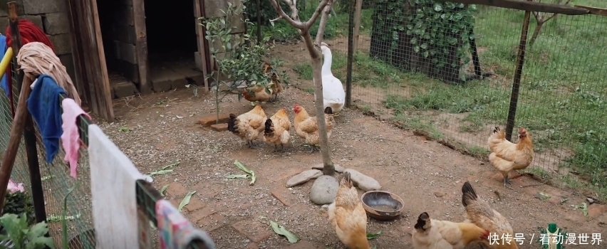 向往的生活:嘉宾们惬意干净的农村生活,还有你没看到的另一面