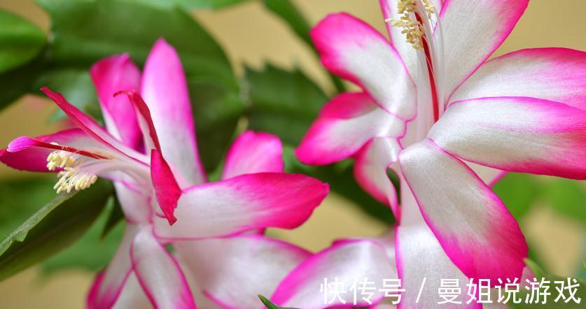 蟹爪兰开花少,适当浇点药水,开花满满更轻松