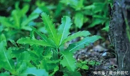 纯天然|农村此类野菜对身体好,教大家认识一下,你认识几种纯天然食物