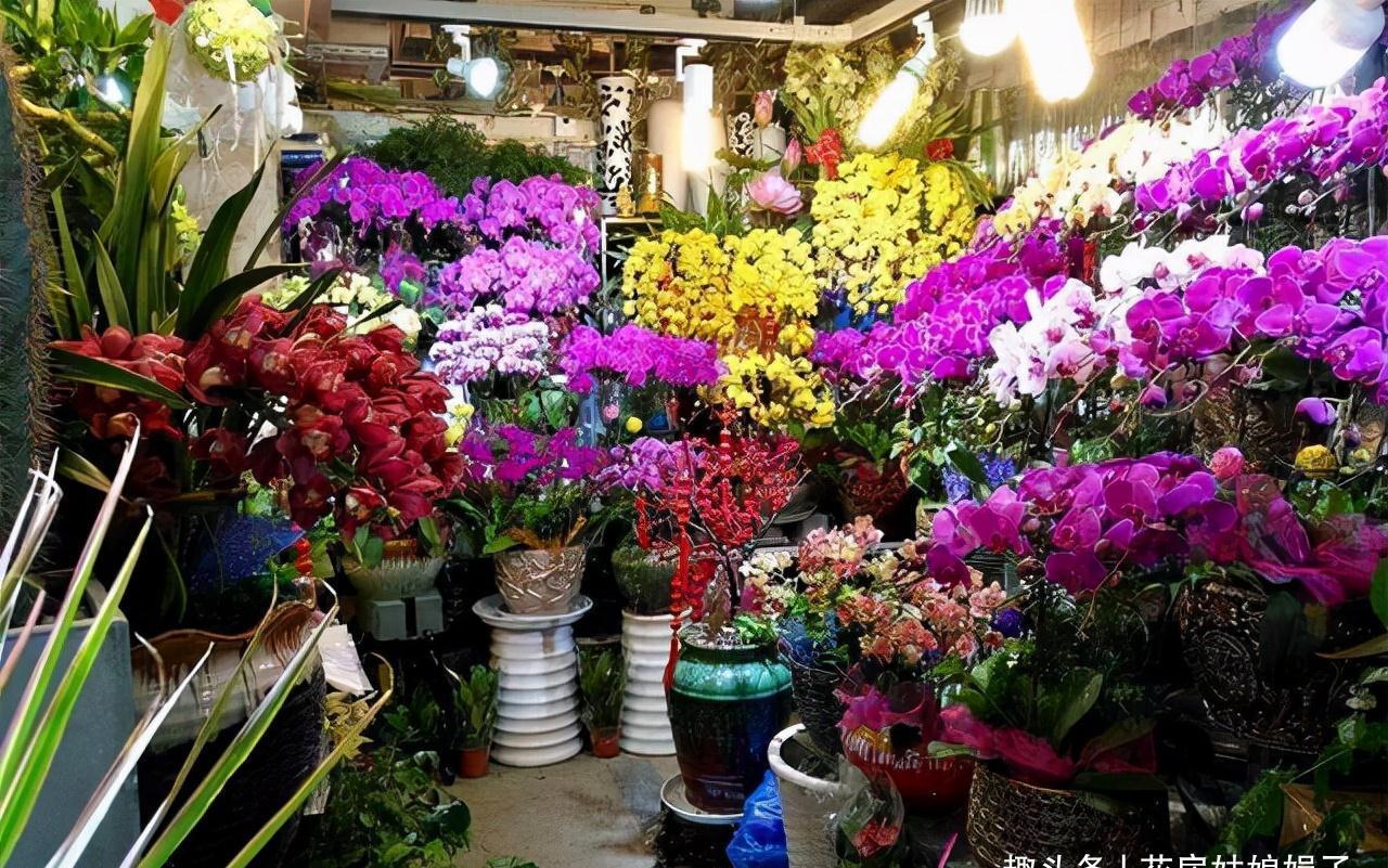 这6种花都是春节“必买”的花,给它们做个比较,就知道选哪种了