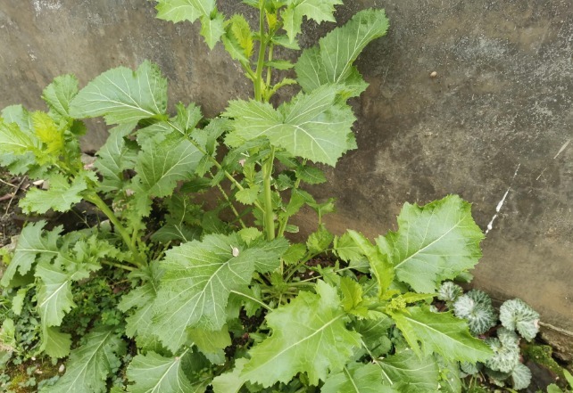 马齿苋|开春挖野菜，送你“野菜大图鉴”，教你轻松识别20种野菜