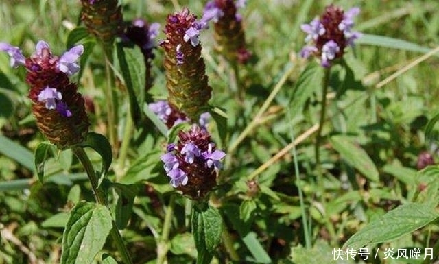 全株|隐藏在我们身边的美味:农村遍地都是的野菜!