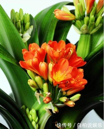 镇宅|四种花不要轻易送人,放在家中,养人又镇宅,尤其是最后一种!