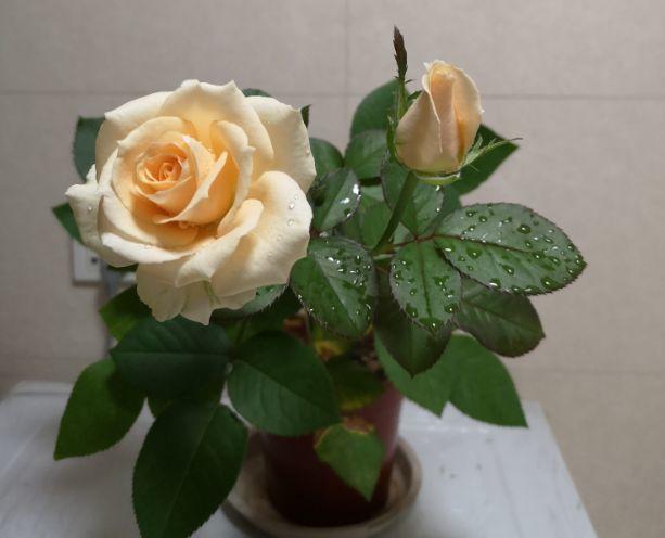 月季扦插总是黑杆教你一个新方法，40天就能养开花！