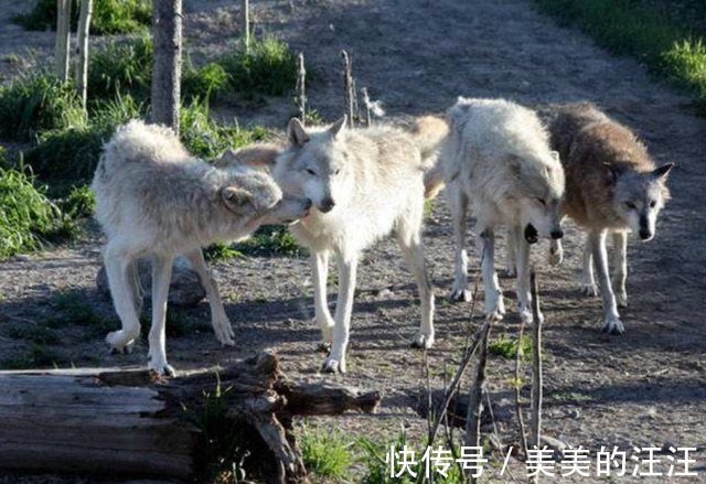 |最嚣张的野兔!蹦跶着去看狼群笑话,接下来得到了教训