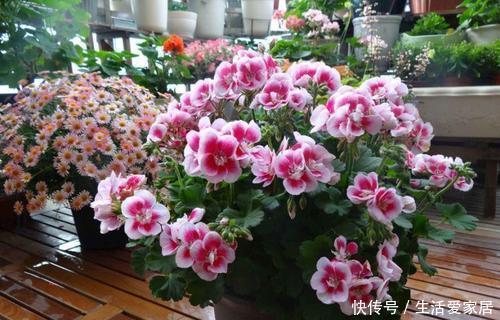 太阳花|4种漂亮花,一年四季花朵轮番开,天天都是花海,是阳台盆栽佳品