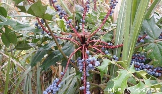 若在山中遇见“它”,请引起重视,别有意破坏,价值高,不允许!