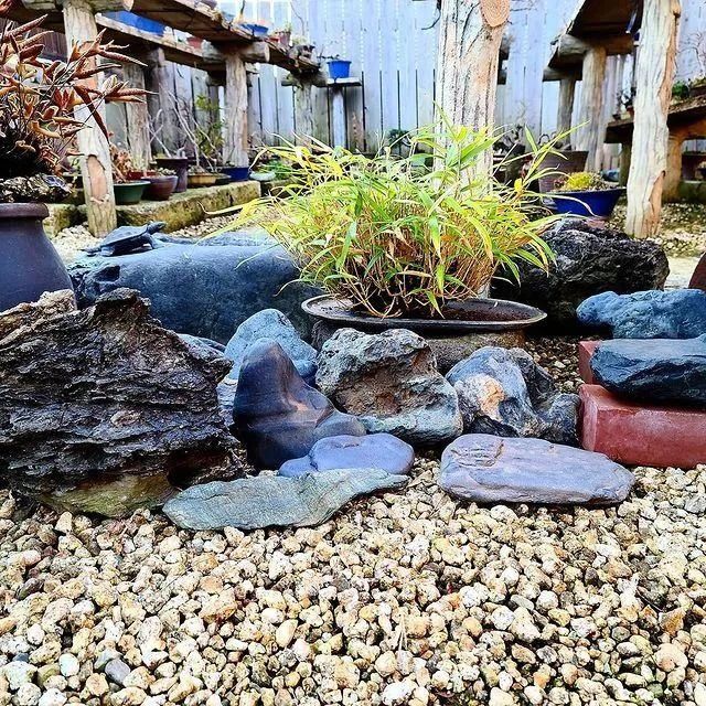 山野草，也高雅！