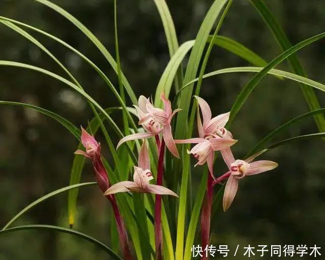 养兰花究竟有多难?听了王姐一番话才知道,原来的养护方法都错了