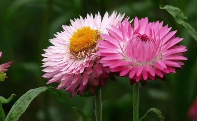 喜欢菊花不如养一盆“菊之珍品”,似光彩明霞,娇媚优雅