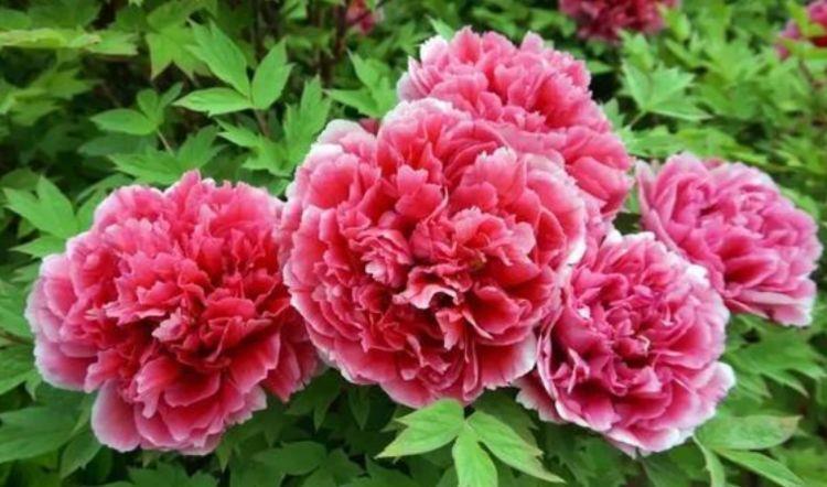3种花养在家里超合适的,开花多花朵艳,一开就是200朵花
