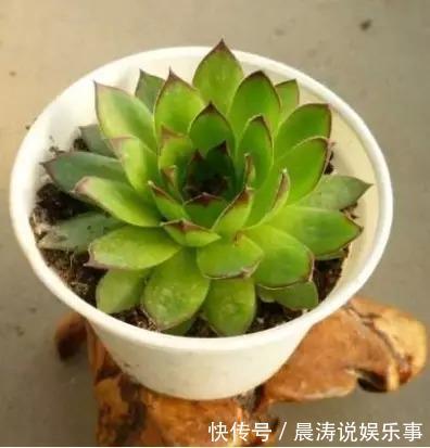 大和锦|多肉长残的照片,看一次笑一次,根治各种抑郁