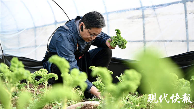 二月兰、板蓝根都能做菜！南京“野菜狂人”在汤山种下100多种野菜